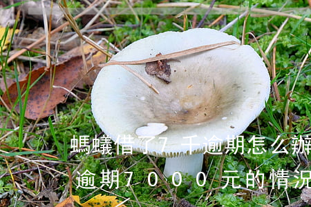 螞蟻借了7千逾期怎么辦，如何處理螞蟻借唄逾期7000元的情況？